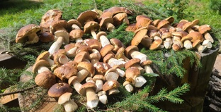 Летний сбор белых грибов24