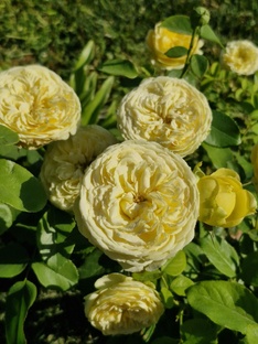 Уход за розами