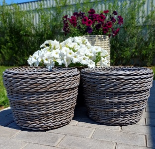 Ротанг в природе❤️