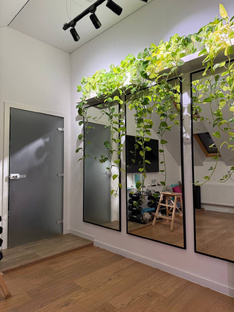 Эксперимент с черенками эпипремнума🌱