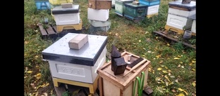 Пчеловодство 2022