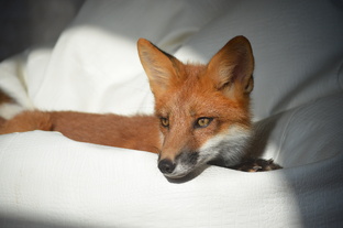 Дневник лисы. Начало