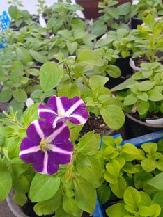 Всё о петуниях