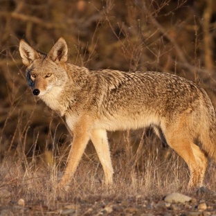 Койоты: поведение, вой и жизнь «лугового волка» в дикой природе