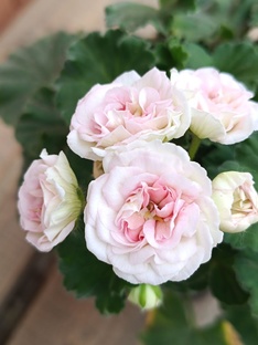 Розовые сорта