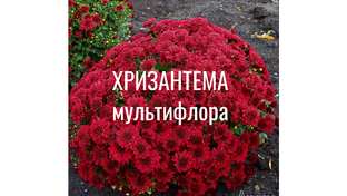 Хризантема мультифлора