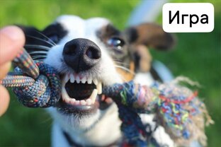 Игры с собакой