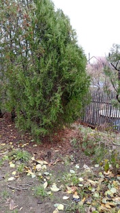 Дачные истории