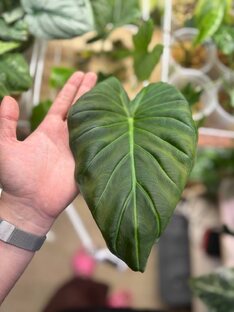 Моя история с Регал Шилдс: ошибки и надежды