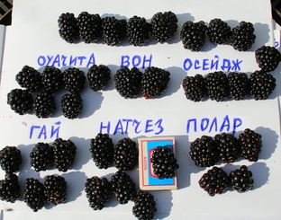 Ежевика