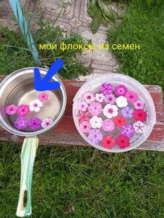 Флоксы