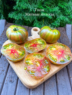 Томаты в 24-м году  