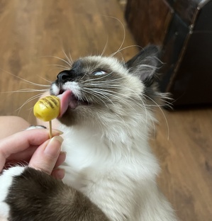 Рецепты с Дегустатором😻