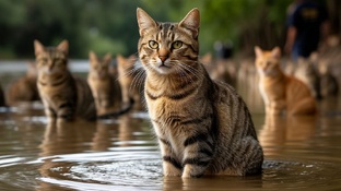 Коты герои