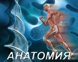 АНАТОМИЯ