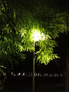Вечерний парк 