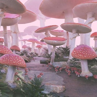 Фоксичка🎀=3