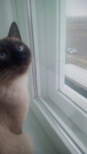 Детство. Природа. Животные.