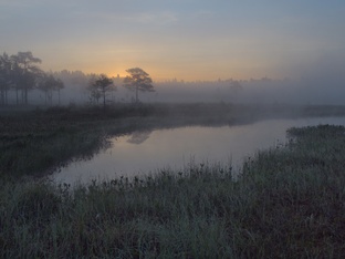 Верховые болота