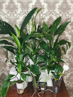 Спатифиллумы