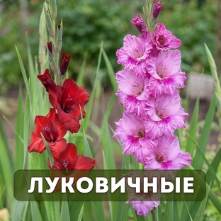 Луковичные