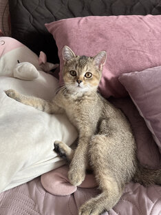 Кошечка Плюша 😻🐾