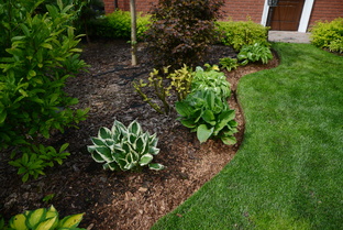 Неприхотливые растения для вашего сада