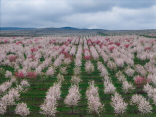 Природа Грузии