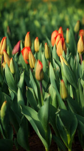 Плантация тюльпанов в холодном городе России