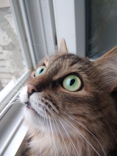 История болезни Мани 😿