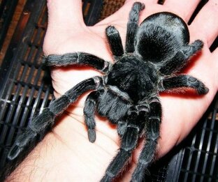 Пауки птицееды видео