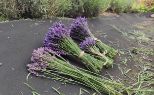 Фермерское хозяйство