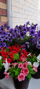 Про петунии