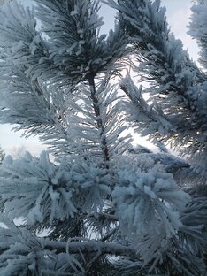Сад, огород и стройка 