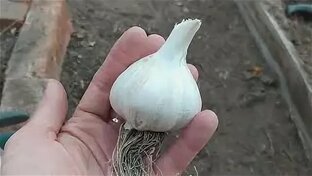 Выращивание чеснока и лука