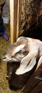 Козы мои, козы