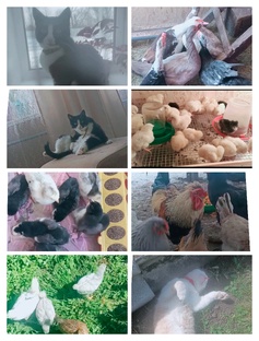 Наши животные 