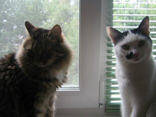 Пистимея и другая живность