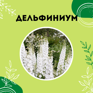 Про дельфиниумы