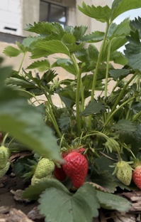 Вкусный сад