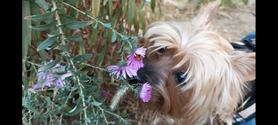 Йоркширский терьер Элис