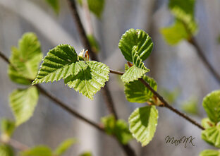 VID/природа