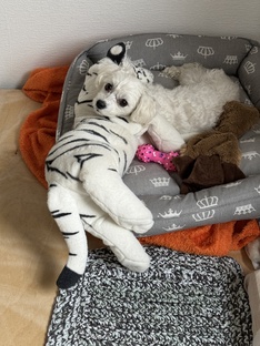 Джессика релакс 