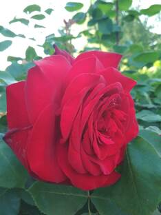 Розы нашего сада