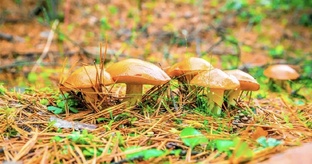 🍄 ГРИБЫ 🍄‍🟫 