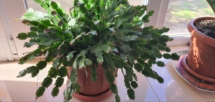 КОМНАТНЫЕ РАСТЕНИЯ