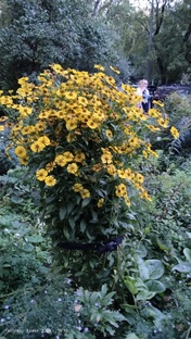 Цветочный релакс