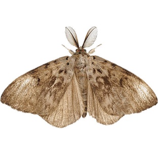 Моль: не просто вредитель — тайны, факты и удивительные способности