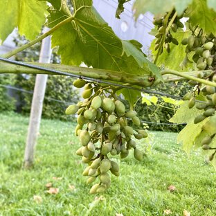 Абрау Дюрсо🍇