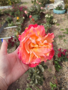 Мои 🌸🌺🌻🌹🌷🌼💐